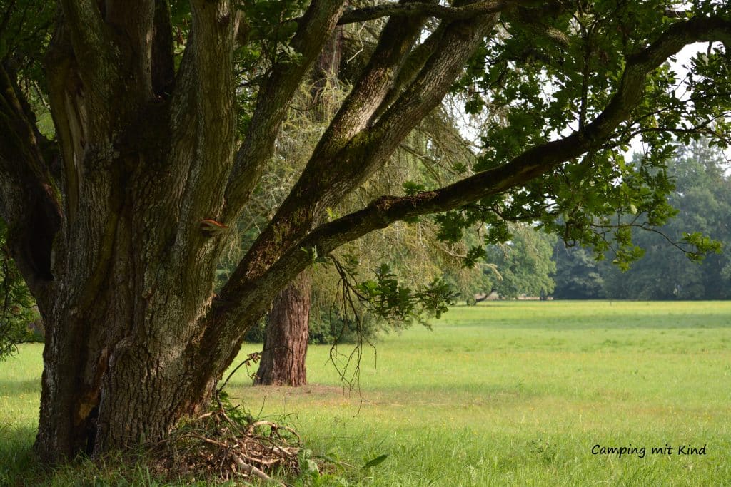 Bialowieza Nationalpark