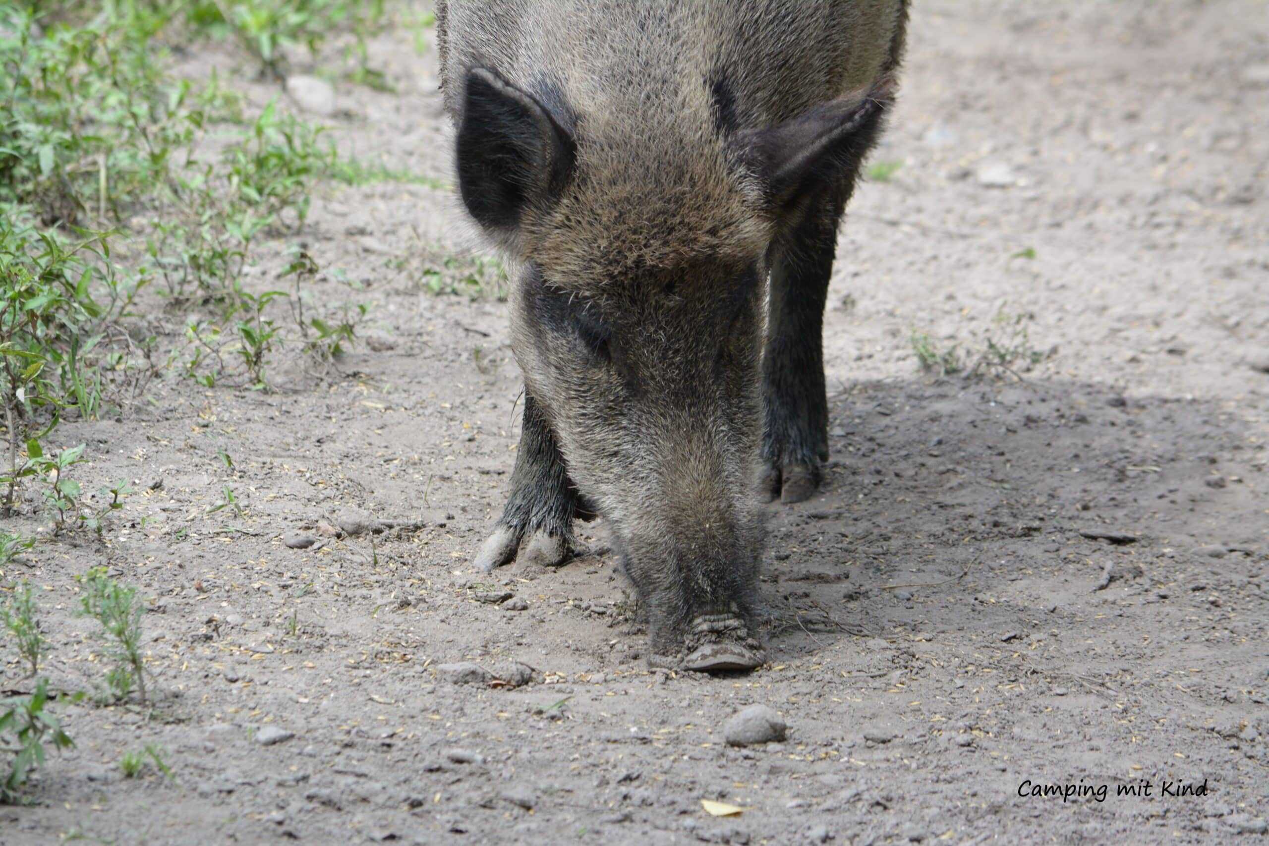 Tierpark Wildschwein