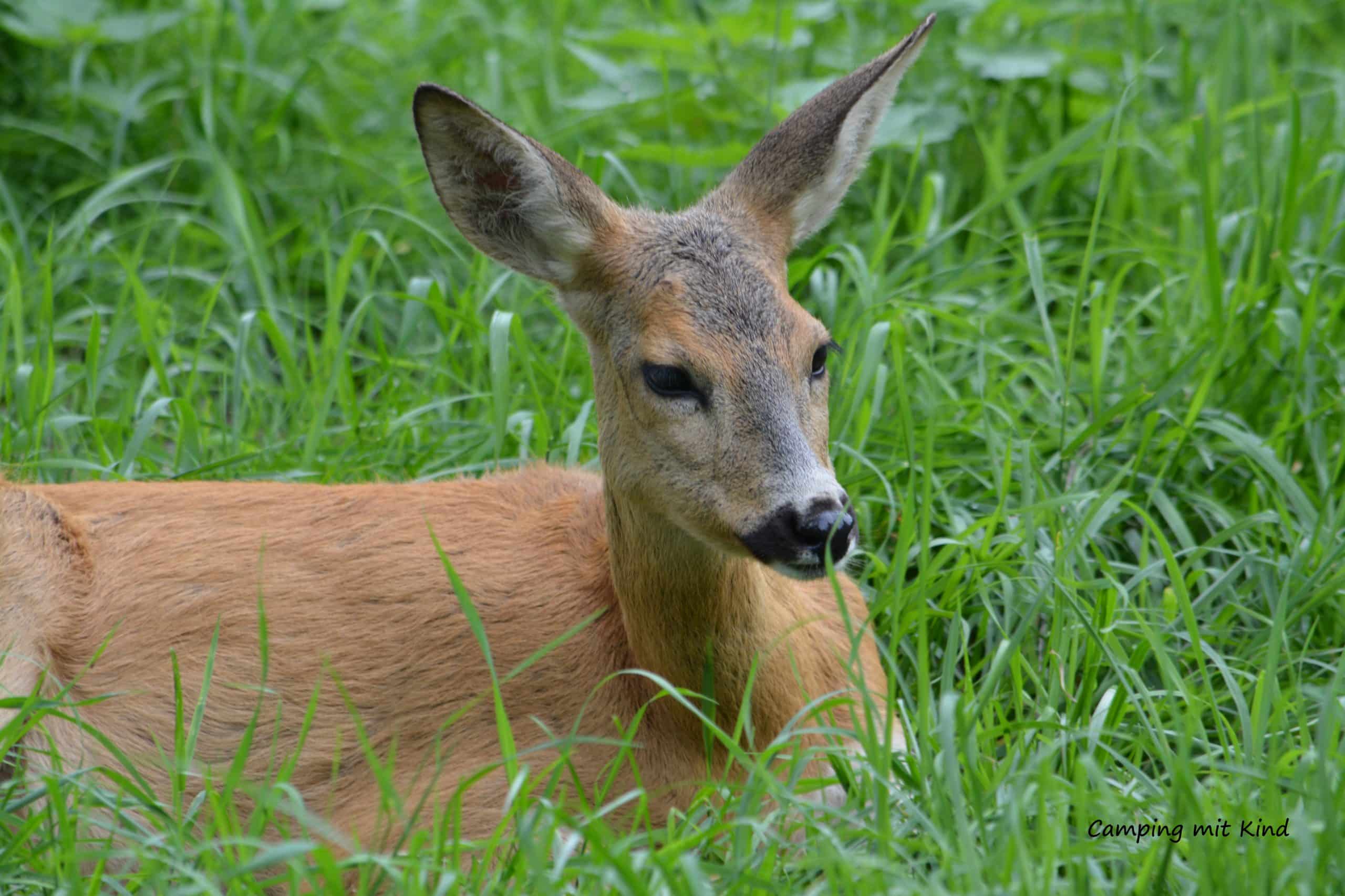 Reh Tierpark Polen