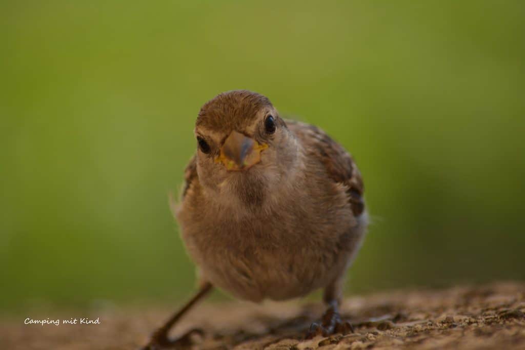 Ein kleiner Vogel schaut in die Kamera.