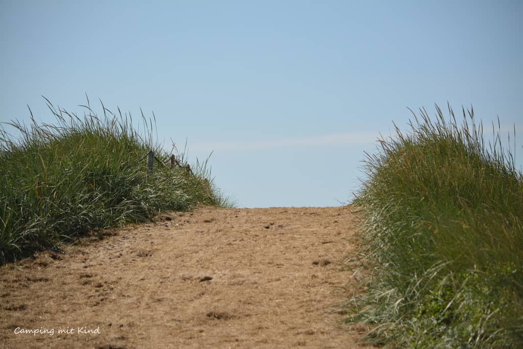 Ein Weg zum Strand. Links und rechts befindet sich Dünengras.