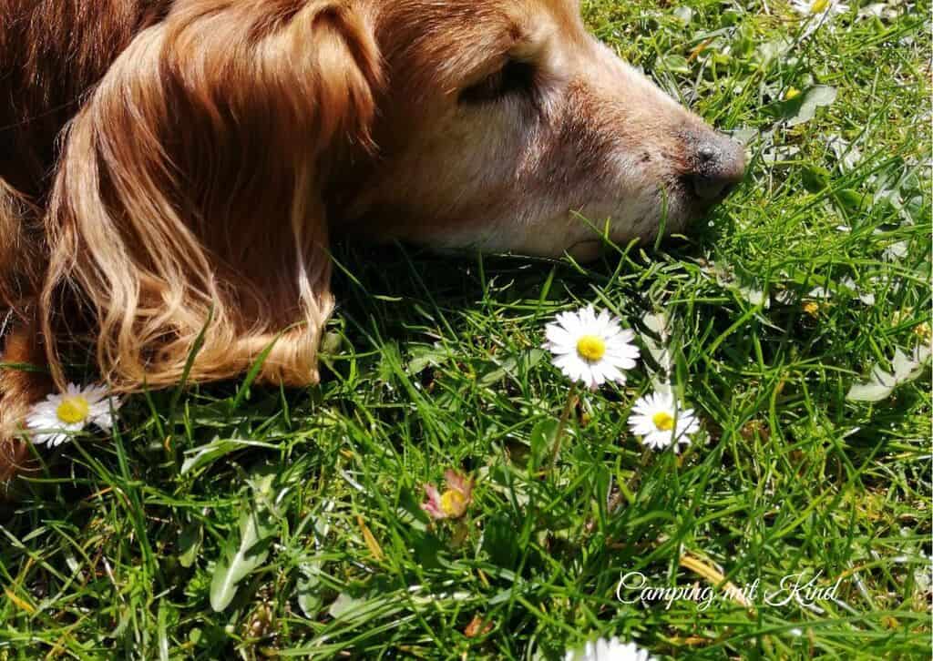 Ein Hund liegt im Gras.