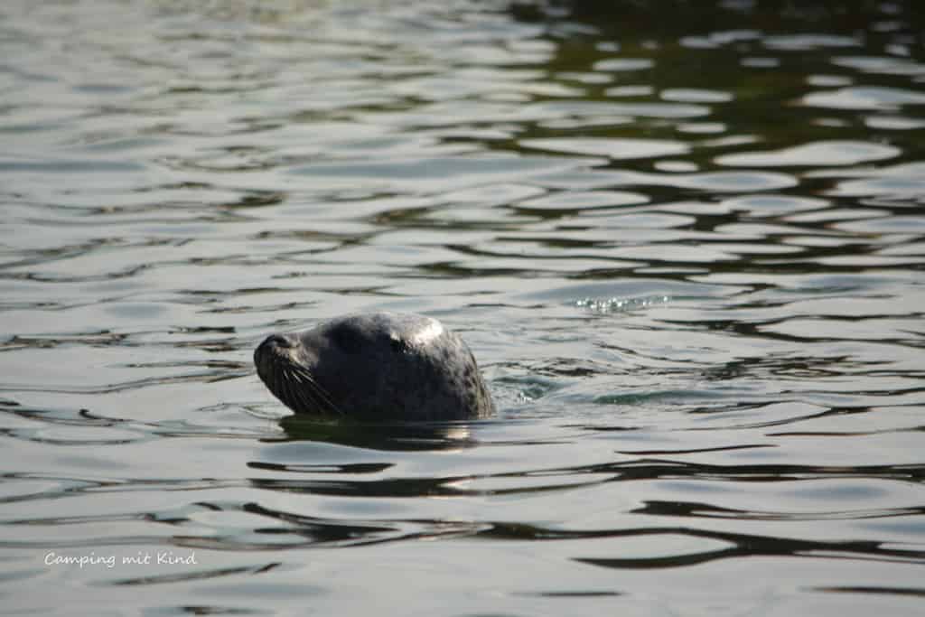 Ein Seehund schwimmt im Wasser.