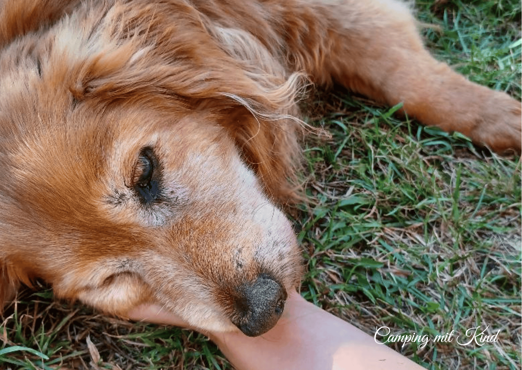 Hund liegt im Gras.