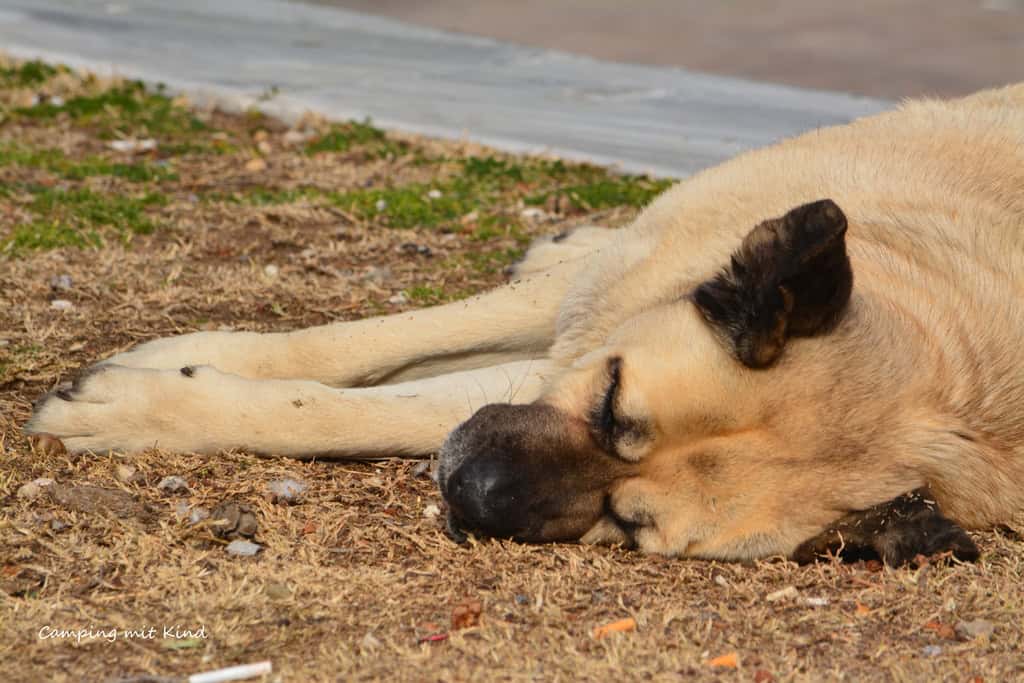 Ein Hund schläft in der Sonne