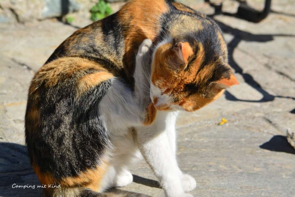 Eine Katze putzt ihre Pfote