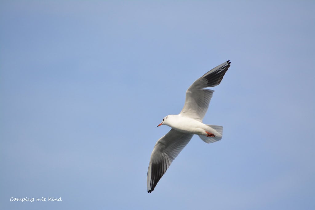 Eine Möwe fliegt am Himmel.