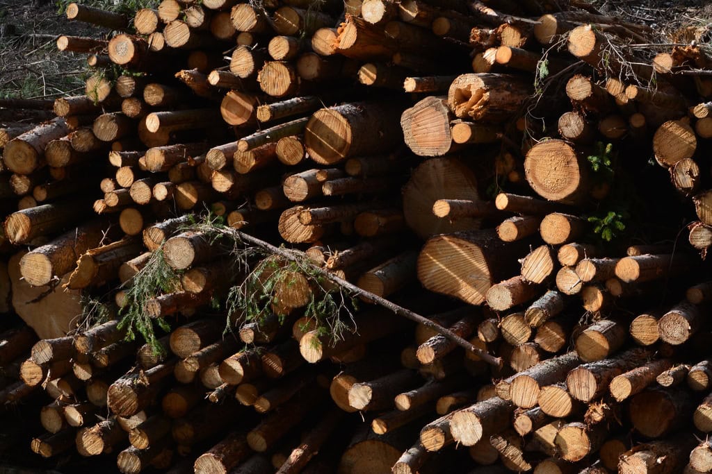 geschlägertes Holz