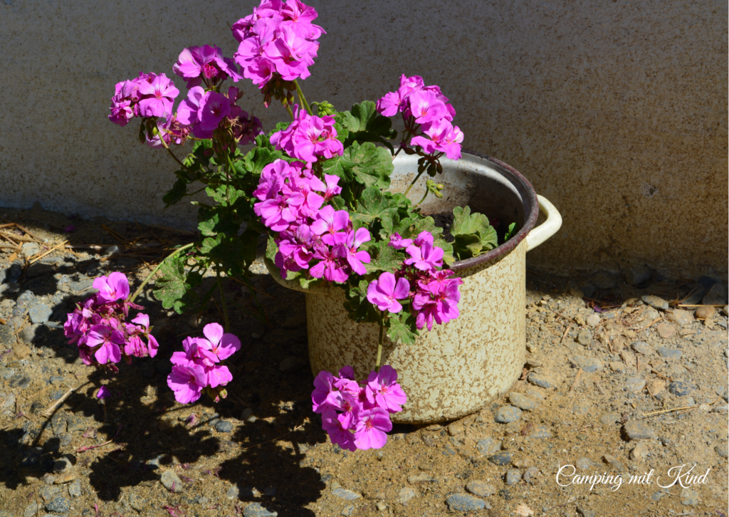 Rosa Blumen in einem Blumentopf