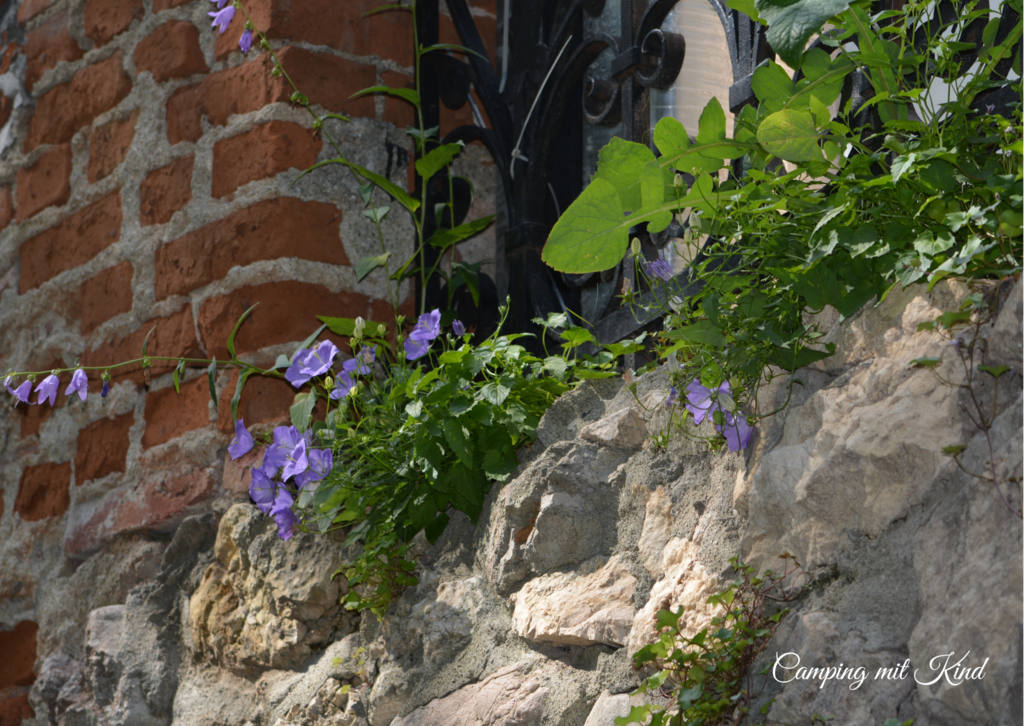 Blaue Blumen blühen auf einem Mauervorsprung