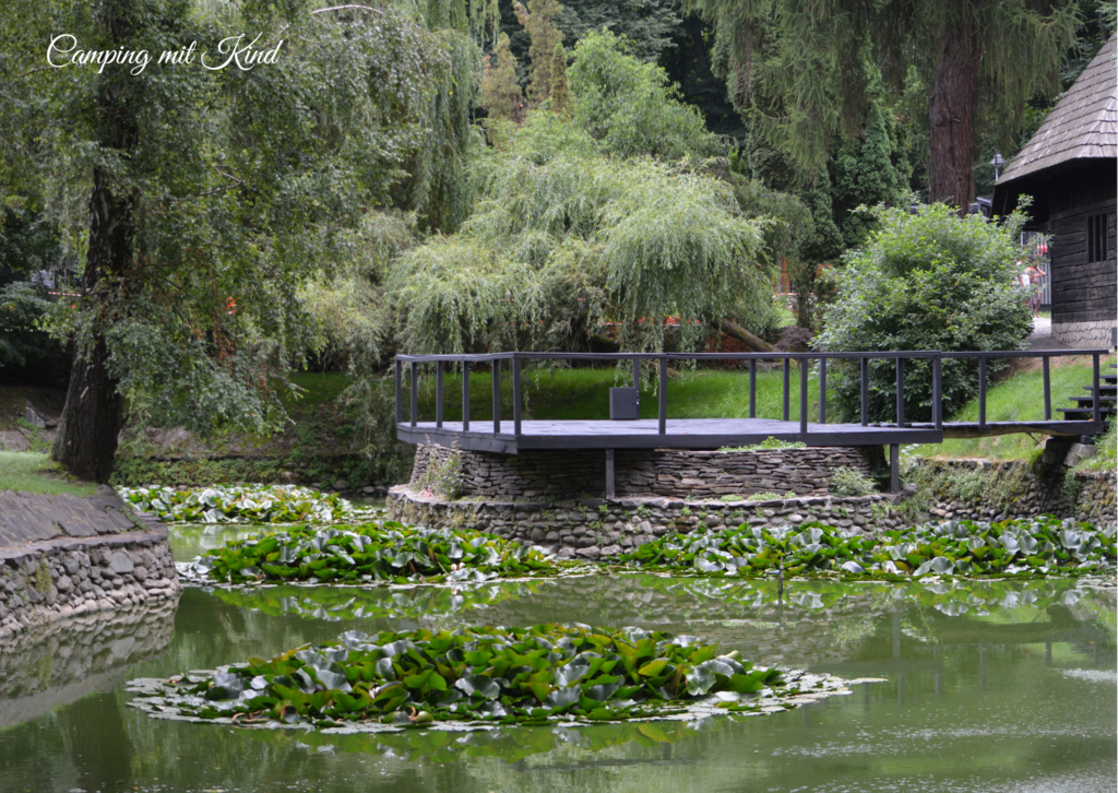 IN einem Teich befinden sich unzählige Seerosenblätter. Dahinter ist ein Steg.