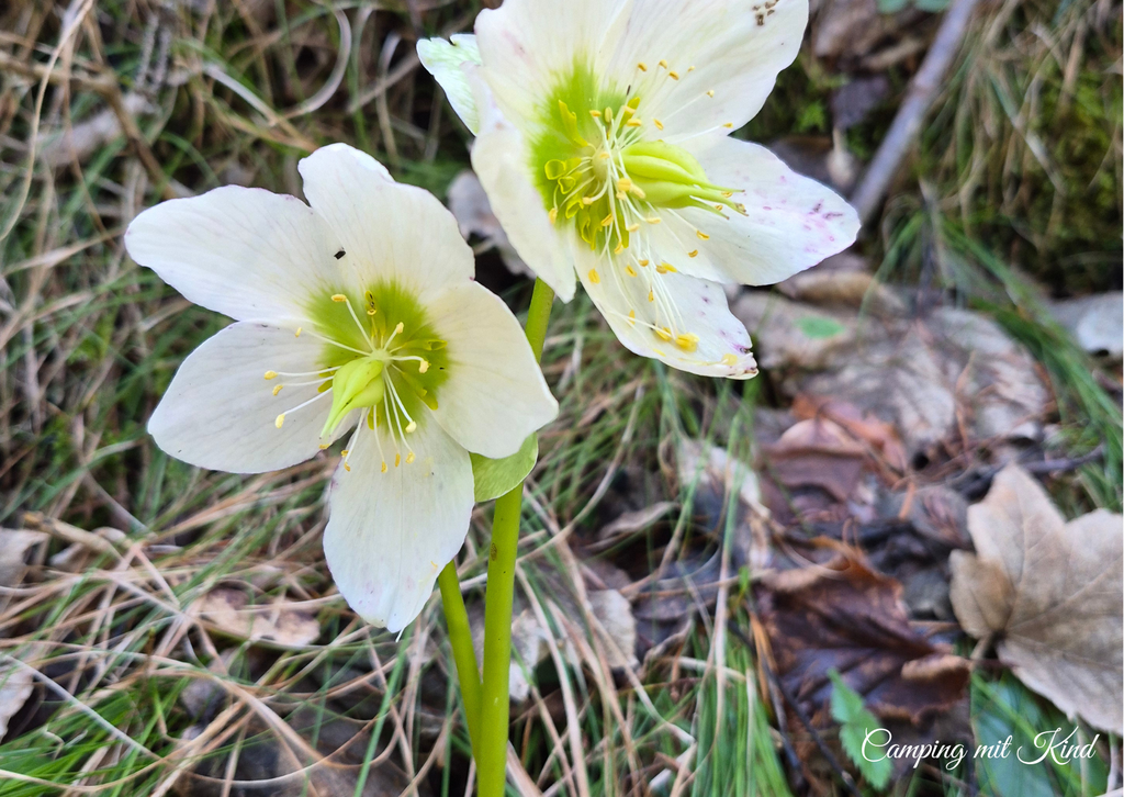 Zwei Schneerosen blühen