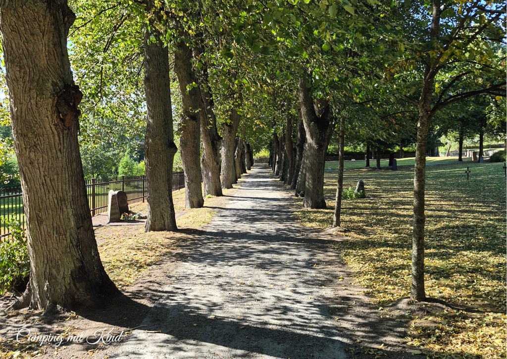 Bäume stehen in einer Allee