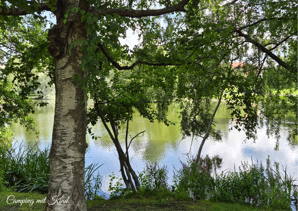 Auf dem Bild befindet sich ein See. Davor steht ein Baum, Die Äste hängen über dem Ufer
